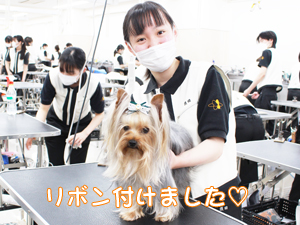 カコトリミングスクールのトリマー科2年生は近隣のお客様の愛犬をご要望通りにトリミングしています
