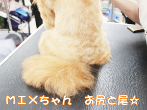 カコトリミングスクールのトリマー科2年生は近隣のお客様の愛犬をご要望通りにトリミングしています