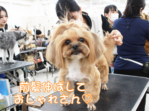 カコトリミングスクールのトリマー科2年生は近隣のお客様の愛犬をご要望通りにトリミングしています