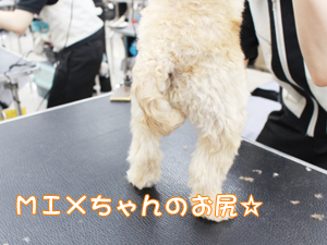 カコトリミングスクールのトリマー科2年生は近隣のお客様の愛犬をご要望通りにトリミングしています