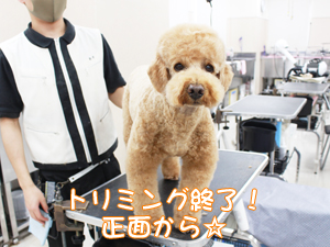 カコトリミングスクールのトリマー科2年生は近隣のお客様の愛犬をご要望通りにトリミングしています