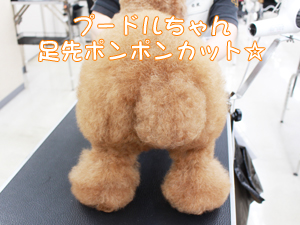 カコトリミングスクールのトリマー科2年生は近隣のお客様の愛犬をご要望通りにトリミングしています