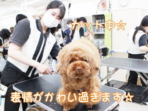 カコトリミングスクールのトリマー科2年生は近隣のお客様の愛犬をご要望通りにトリミングしています