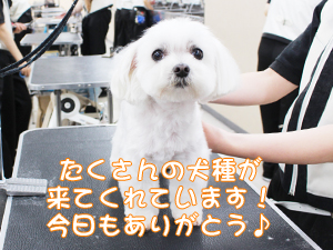 カコトリミングスクールのトリマー科2年生は近隣のお客様の愛犬をご要望通りにトリミングしています