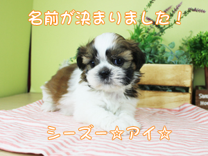 新しい仲間が増えました!