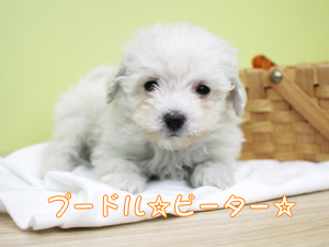 カコトリミングスクールにはモデル犬が250頭いますがそのモデル犬たちに仲間が加わりました