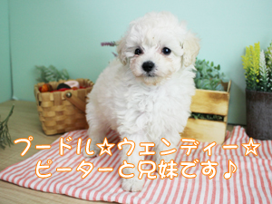 カコトリミングスクールにはモデル犬が250頭いますがそのモデル犬たちに仲間が加わりました