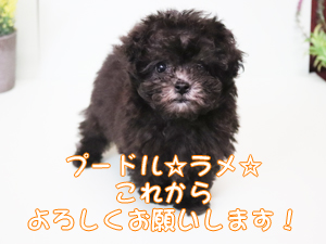 カコトリミングスクールにはモデル犬が250頭いますがそのモデル犬たちに仲間が加わりました
