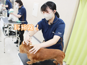 カコトリミングスクールの1年生に向けて先生の試技会を行いプロトリマーの技術を披露しました