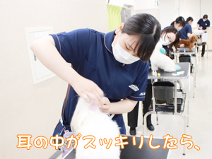 カコトリミングスクールの1年生に向けて先生の試技会を行いプロトリマーの技術を披露しました