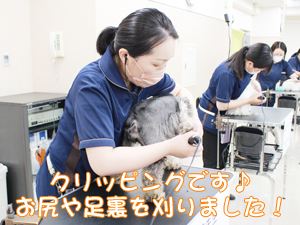 カコトリミングスクールの1年生に向けて先生の試技会を行いプロトリマーの技術を披露しました