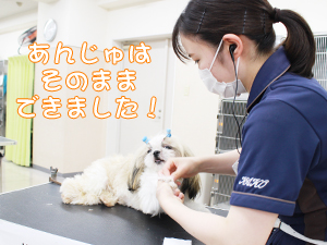 カコトリミングスクールの1年生に向けて先生の試技会を行いプロトリマーの技術を披露しました