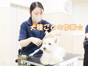 カコトリミングスクールの1年生に向けて先生の試技会を行いプロトリマーの技術を披露しました