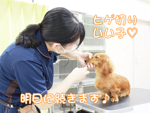 カコトリミングスクールの1年生に向けて先生の試技会を行いプロトリマーの技術を披露しました