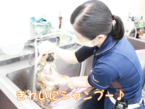 カコトリミングスクールの1年生に向けて先生の試技会を行いプロトリマーの技術を披露しました