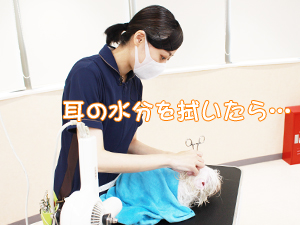 カコトリミングスクールの1年生に向けて先生の試技会を行いプロトリマーの技術を披露しました