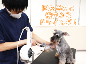 カコトリミングスクールの1年生に向けて先生の試技会を行いプロトリマーの技術を披露しました