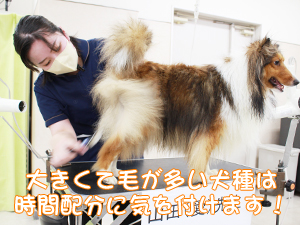 カコトリミングスクールの1年生に向けて先生の試技会を行いプロトリマーの技術を披露しました