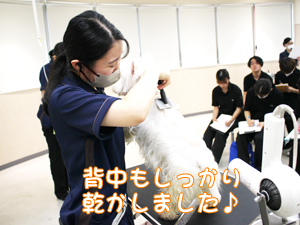 カコトリミングスクールの1年生に向けて先生の試技会を行いプロトリマーの技術を披露しました