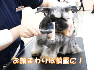カコトリミングスクールの1年生に向けて先生の試技会を行いプロトリマーの技術を披露しました