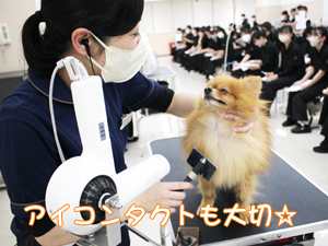 カコトリミングスクールの1年生に向けて先生の試技会を行いプロトリマーの技術を披露しました