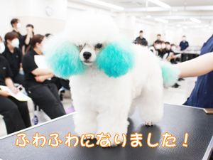 カコトリミングスクールの1年生に向けて先生の試技会を行いプロトリマーの技術を披露しました