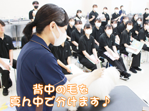 カコトリミングスクールの1年生に向けて先生の試技会を行いプロトリマーの技術を披露しました