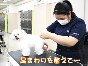 カコトリミングスクールの1年生に向けて先生の試技会を行いプロトリマーの技術を披露しました