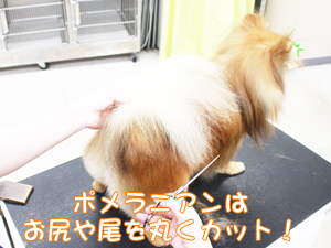 カコトリミングスクールの1年生に向けて先生の試技会を行いプロトリマーの技術を披露しました
