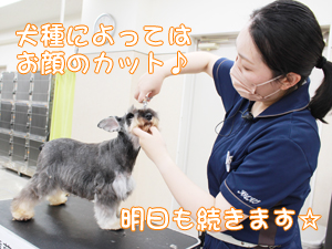 カコトリミングスクールの1年生に向けて先生の試技会を行いプロトリマーの技術を披露しました