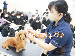 カコトリミングスクールの1年生に向けて先生の試技会を行いプロトリマーの技術を披露しました