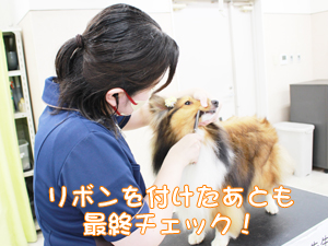 カコトリミングスクールの1年生に向けて先生の試技会を行いプロトリマーの技術を披露しました