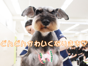 カコトリミングスクールの1年生に向けて先生の試技会を行いプロトリマーの技術を披露しました