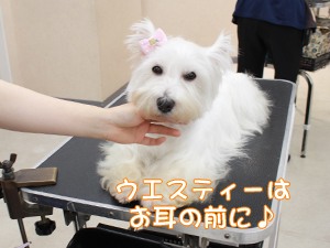 カコトリミングスクールの1年生に向けて先生の試技会を行いプロトリマーの技術を披露しました