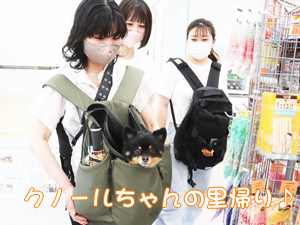 モデル犬の里帰り♡~クノールちゃん~
