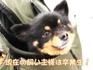 カコトリミングスクールのモデル犬は5歳までに里親を探して一般家庭に行きますが今回は里親さんと一緒に遊びに来てくれました