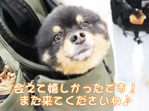 カコトリミングスクールのモデル犬は5歳までに里親を探して一般家庭に行きますが今回は里親さんと一緒に遊びに来てくれました