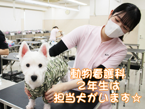 カコトリミングスクール動物看護科は担当の犬を毎日観察して健康チェックを学んでいます