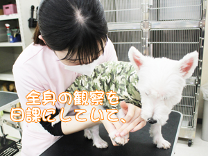 カコトリミングスクール動物看護科は担当の犬を毎日観察して健康チェックを学んでいます