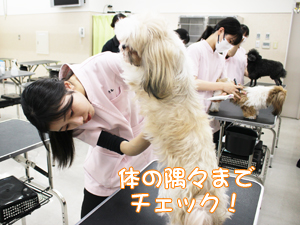 カコトリミングスクール動物看護科は担当の犬を毎日観察して健康チェックを学んでいます