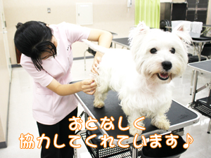 カコトリミングスクール動物看護科は担当の犬を毎日観察して健康チェックを学んでいます