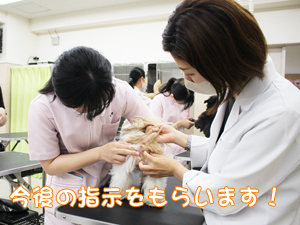 カコトリミングスクール動物看護科は担当の犬を毎日観察して健康チェックを学んでいます