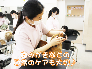 カコトリミングスクール動物看護科は担当の犬を毎日観察して健康チェックを学んでいます