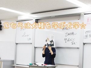 カコトリミングスクールではトリミング実習と同時に美容講義でカットスタイルのイメージがわかるのでトリミングが学びやすいです