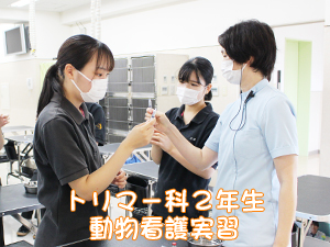 トリマー科の看護実習☆