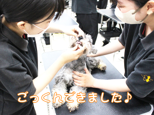 カコトリミングスクールのトリマー科では動物のプロになるために動物看護の授業もしっかり学びます