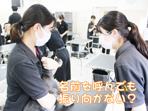 カコトリミングスクールのトリマー科では動物のプロになるために動物看護の授業もしっかり学びます