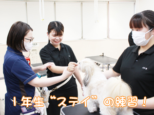 モデル犬と“ステイ”の練習♪