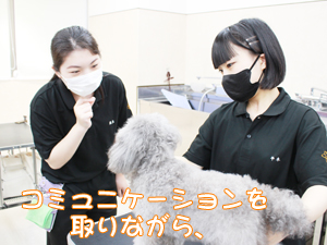 カコトリミングスクールの1年生がモデル犬のステイの練習をしています