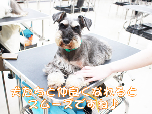 カコトリミングスクールの1年生がモデル犬のステイの練習をしています
